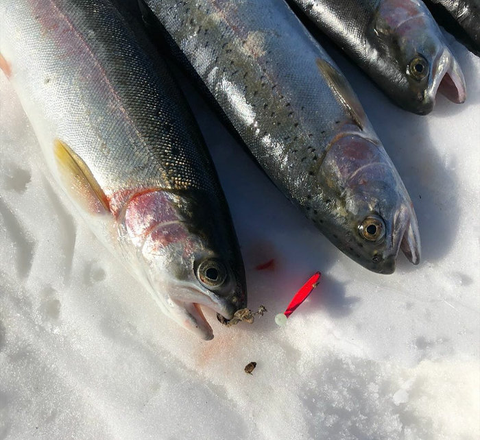 icefish